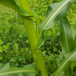 Sweetcorn cobs starting