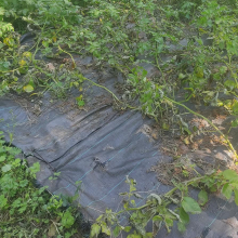 Potatoes dying off or blight