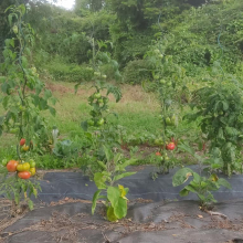 Ripening tomatoes plural