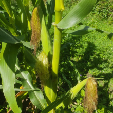 Sweetcorn