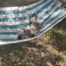 Donald the hammock hog