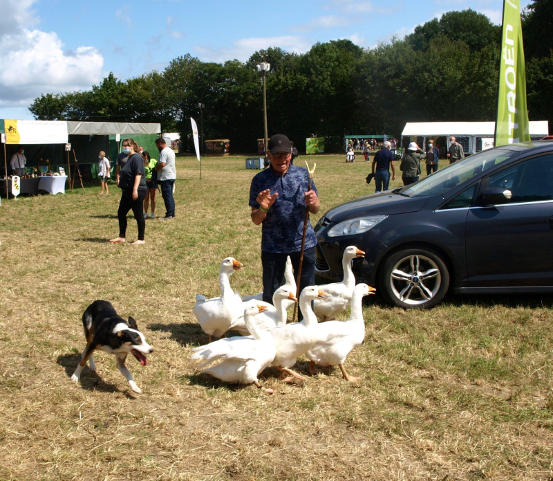 Goose herding as you do