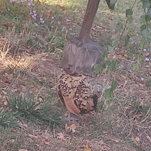 Ugly moulting bantam