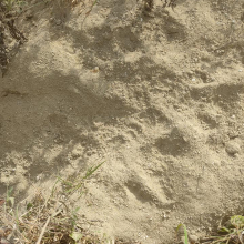 Badger footprints