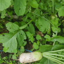 Mooli radish