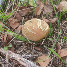 Dodgy bolete