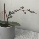 Orchid new flower buds