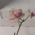 Refugee orchid 1