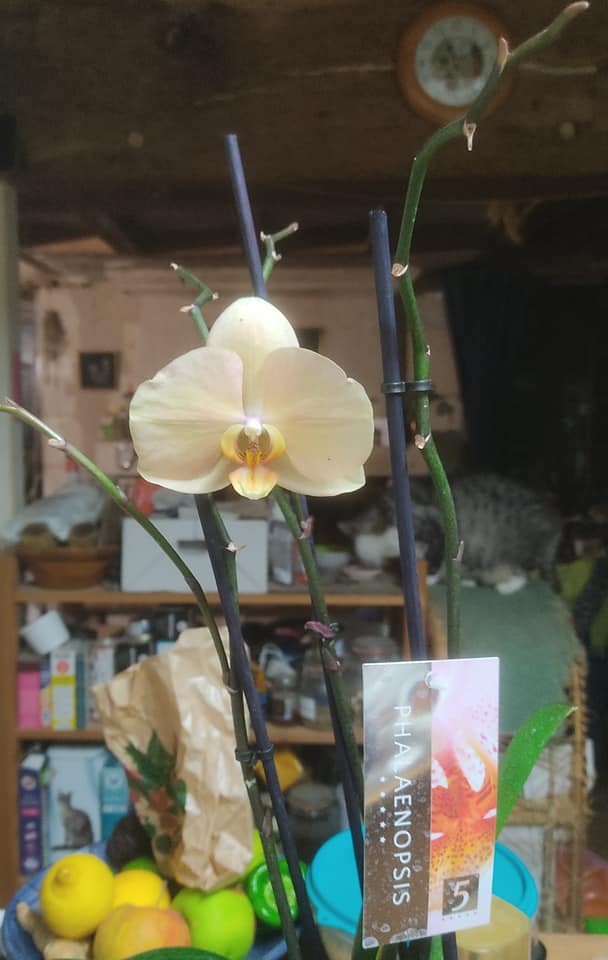 Big orchid