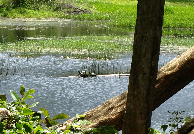 Basking terrapins