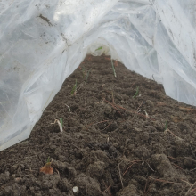 Garlic in polytunnel