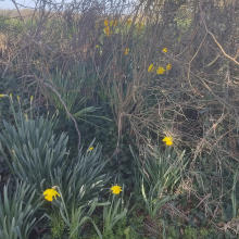 Host of daffodils