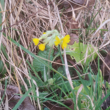 First cowslip