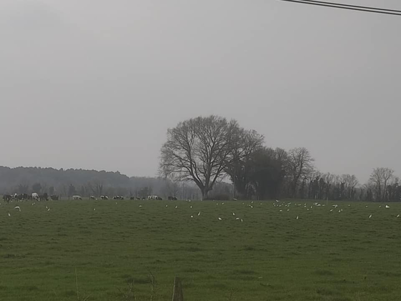 Cattle egrets