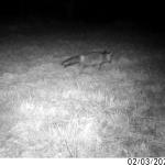 Passing fox