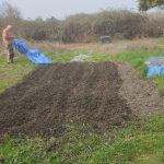 Potato bed preparation