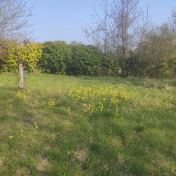 Cowslip zone