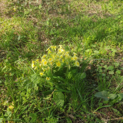 Cowslip cross