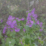 Frosted honesty