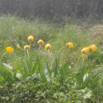 Frosted tulips