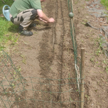 Sowing beans and radishes