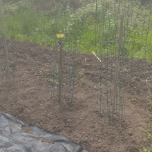 Pea mangetout towers ready