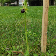 Out of focus fly orchid