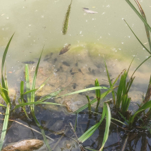 Bigger tadpoles