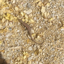 Basking lizard