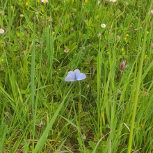 Blue butterfly