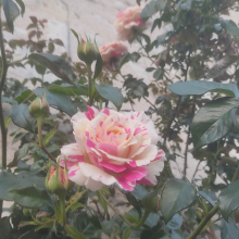 Scented rose