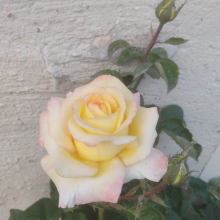Blush pink and yellow rose