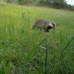 Early evening badger