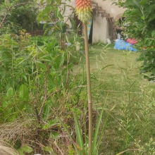 Baby red hot poker