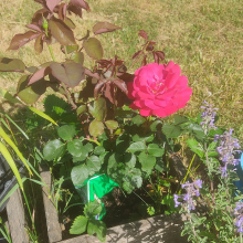 Aldi rose