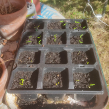 Chilli seedlings