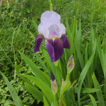 Best iris 4