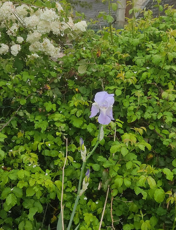 Lilac iris