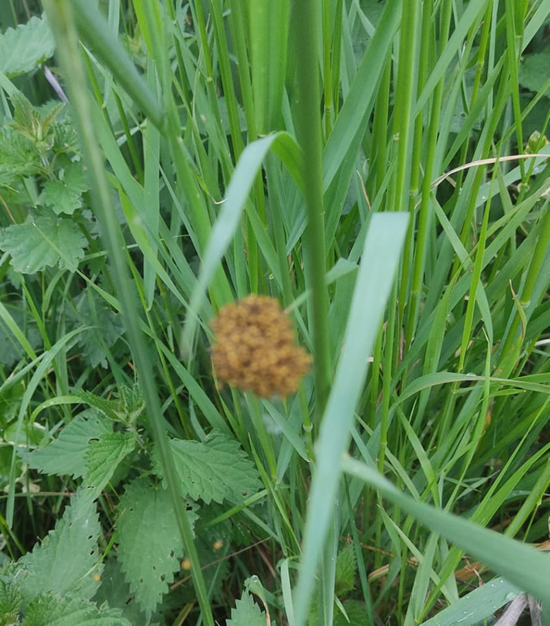 Tiny baby spiders