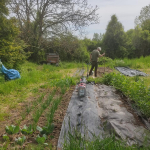 Progress on the veg plots