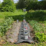 Vegetable plot today