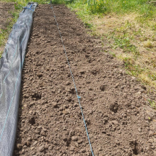 Sweetcorn sown