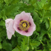 Opium poppy possibly