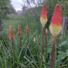 Red hot pokers at dusk
