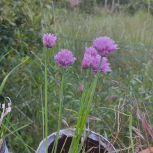 Chives