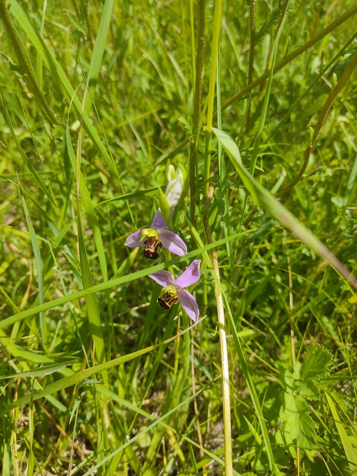 Bee orchids 2