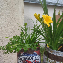 Yellow flower