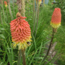 Bumble bee on red hot poker