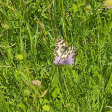 Marbled white on scabious