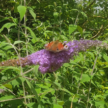 Peacock butterfly